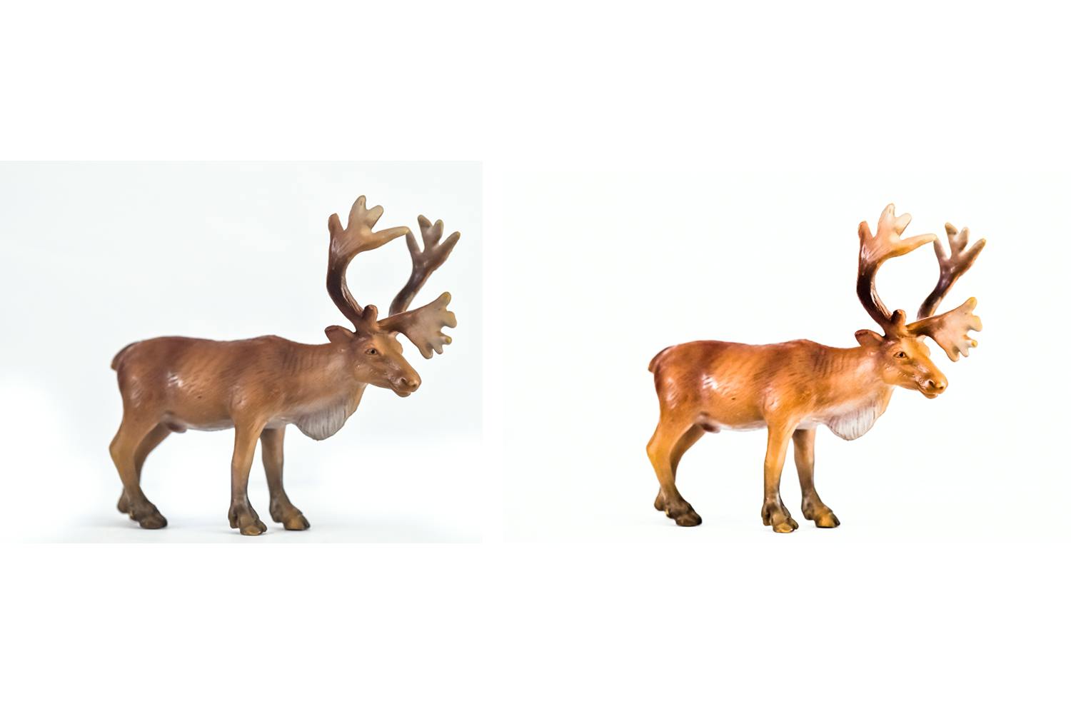 Ren fotograferad mot vit bakgrund